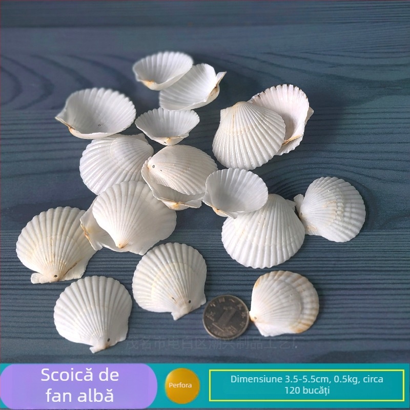Decor natural din scoici și Steaua de mare pentru acvariu/terariu, cu găuri perforate, ramă foto handmade pentru copii, carillon DIY și sticlă drift