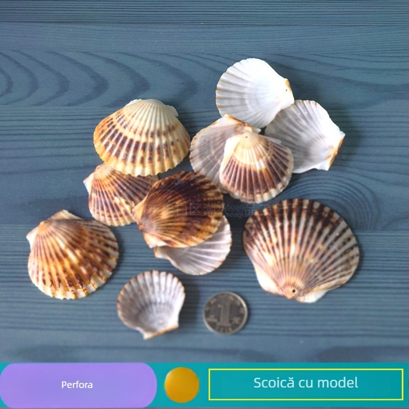 Decor natural din scoici și Steaua de mare pentru acvariu/terariu, cu găuri perforate, ramă foto handmade pentru copii, carillon DIY și sticlă drift