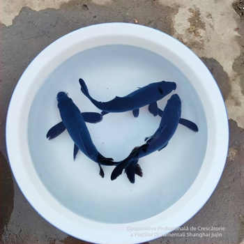 Koi carp decorativ, Brand Gathering Gold, Cod produs 30881, Specie: Carp, Importat: Nu