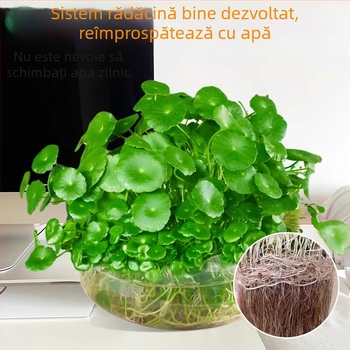 Plantă Pennywort hidroponică pentru purificarea aerului în interior, pe birou, veșnic verde, temperatură optimă 25°C, iluminare neutră