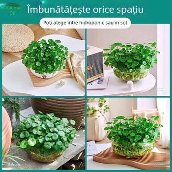 Plantă Pennywort hidroponică pentru purificarea aerului în interior, pe birou, veșnic verde, temperatură optimă 25°C, iluminare neutră
