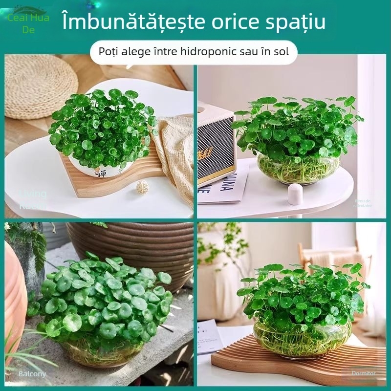 Plantă Pennywort hidroponică pentru purificarea aerului în interior, pe birou, veșnic verde, temperatură optimă 25°C, iluminare neutră