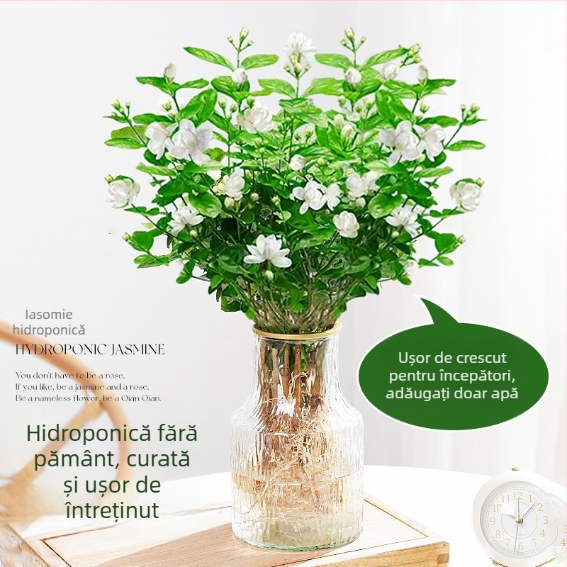 Iasmin hidroponic interior plantă — plante în ghiveci pentru living și birou, bonsai pentru toate cele patru sezoane, iluminare neutră, creștere la 25°C