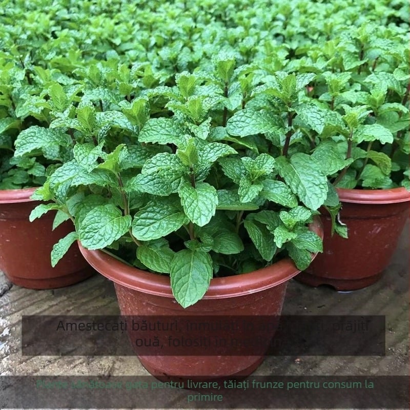Mentă în ghiveci pentru interior - comestibilă, parfumată, repelentă de țânțari, purifică aerul prin absorbția aldehidelor; potrivită pentru living și balcon; stil modern minimalist.