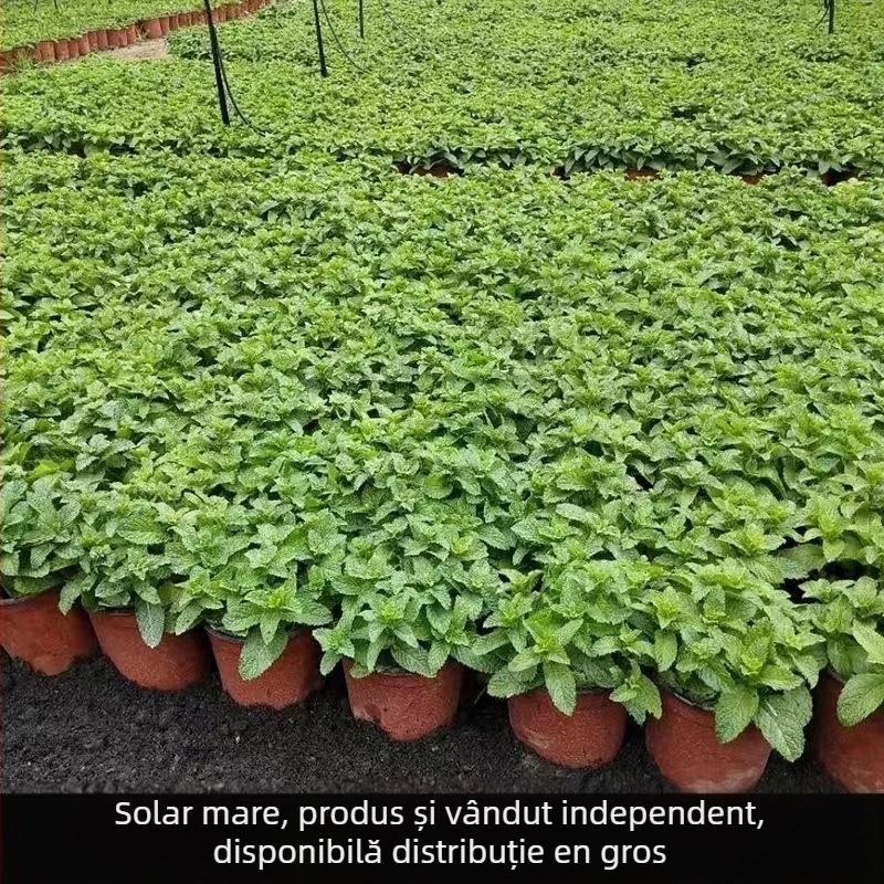 Mentă în ghiveci pentru interior - comestibilă, parfumată, repelentă de țânțari, purifică aerul prin absorbția aldehidelor; potrivită pentru living și balcon; stil modern minimalist.