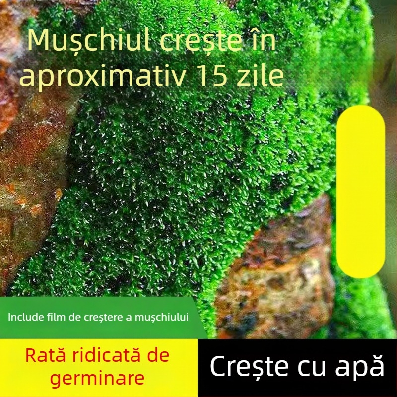 Pulbere de spori de mușchi — Brand Independence, neimportat, pentru micro-peisaje și bonsai