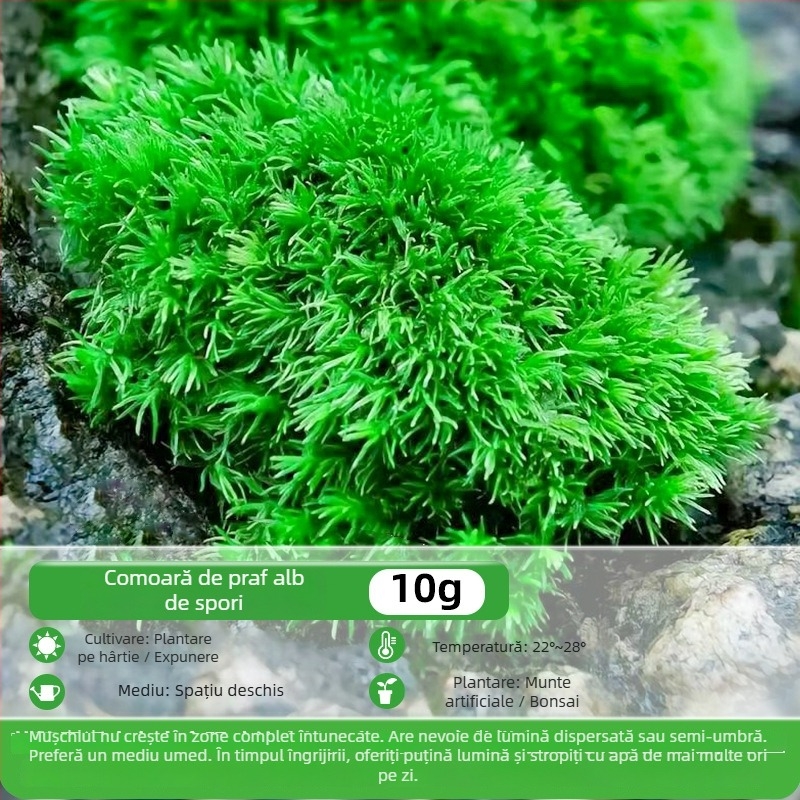 Pulbere de spori de mușchi — Brand Independence, neimportat, pentru micro-peisaje și bonsai
