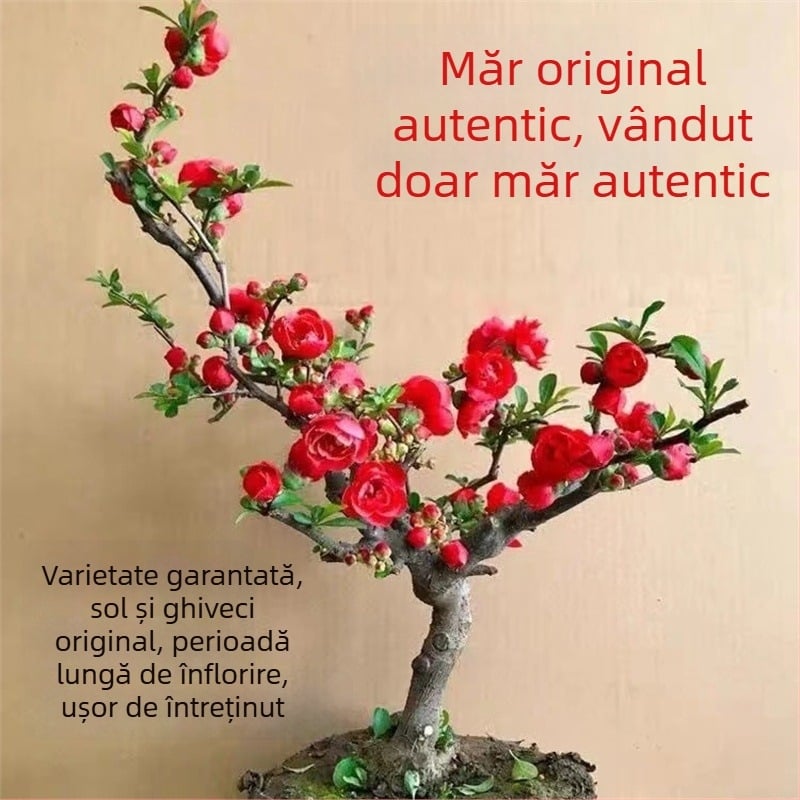 Begonia bonsai Longevity Crown cu bază pentru flori, potrivită pentru interior și exterior