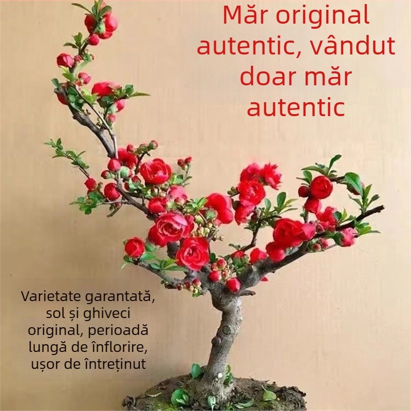 Begonia bonsai Longevity Crown cu bază pentru flori, potrivită pentru interior și exterior