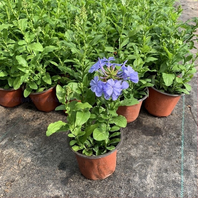 Blue Snowflake plantă cățărătoare în ghiveci pentru balcon și grădină, iubitoare de soare, creștere la temperaturi normale