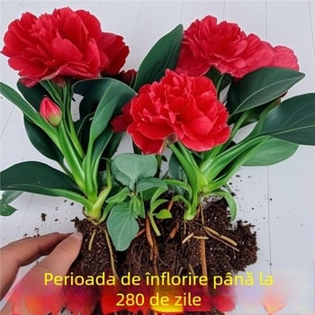 Plantă în ghiveci pentru birou și sufragerie — purifică aerul, veșnic verde pe tot parcursul anului