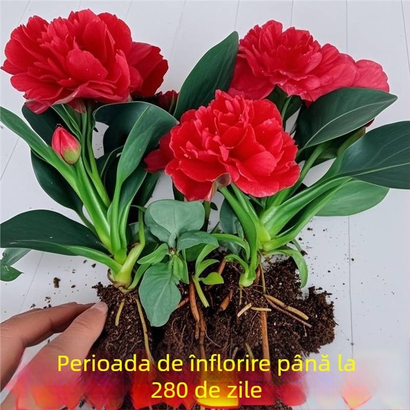 Plantă în ghiveci pentru birou și sufragerie — purifică aerul, veșnic verde pe tot parcursul anului