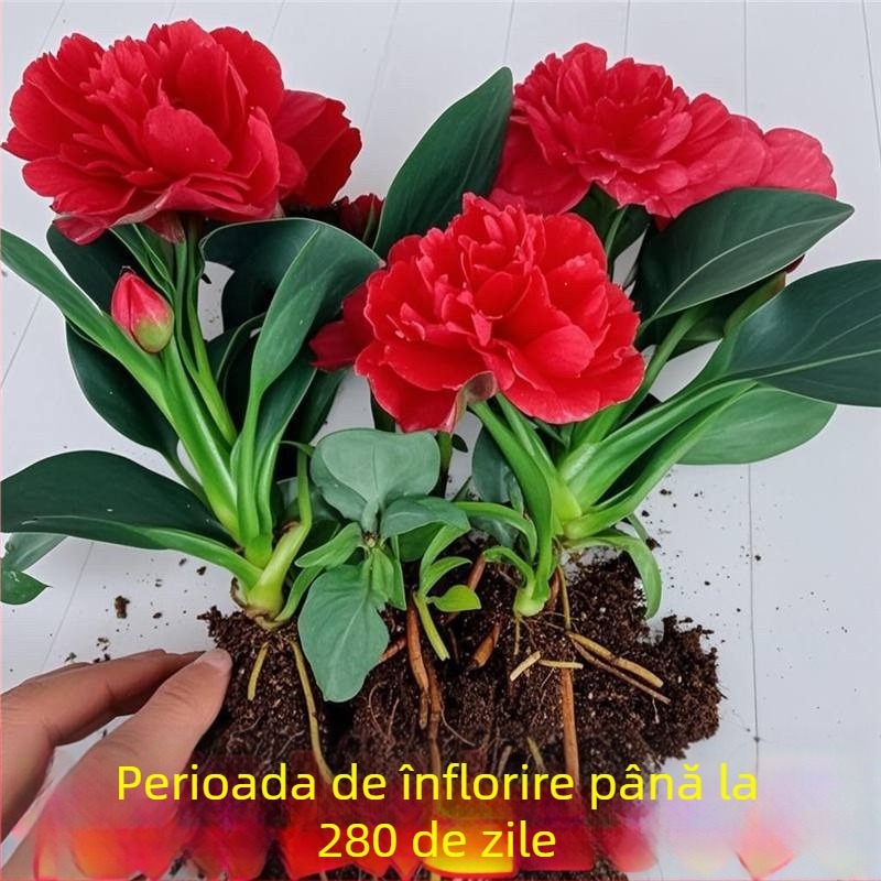 Plantă în ghiveci pentru birou și sufragerie — purifică aerul, veșnic verde pe tot parcursul anului