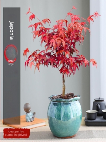 Bonsai arțar pentru interior, plantă de birou cu trunchi matur, vas ceramic Jingdezhen, cultivar Dancer