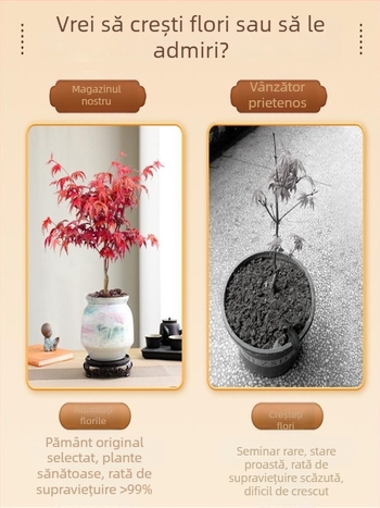 Bonsai arțar pentru interior, plantă de birou cu trunchi matur, vas ceramic Jingdezhen, cultivar Dancer