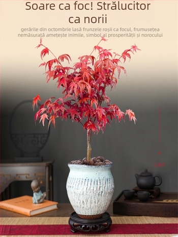 Bonsai arțar pentru interior, plantă de birou cu trunchi matur, vas ceramic Jingdezhen, cultivar Dancer