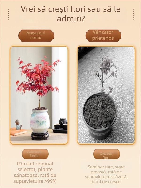 Bonsai arțar pentru interior, plantă de birou cu trunchi matur, vas ceramic Jingdezhen, cultivar Dancer