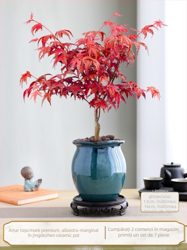 Bonsai arțar pentru interior, plantă de birou cu trunchi matur, vas ceramic Jingdezhen, cultivar Dancer