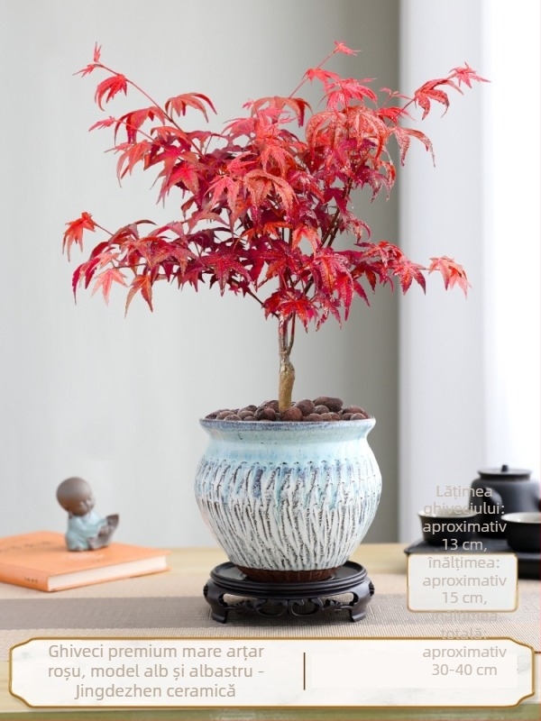Bonsai arțar pentru interior, plantă de birou cu trunchi matur, vas ceramic Jingdezhen, cultivar Dancer