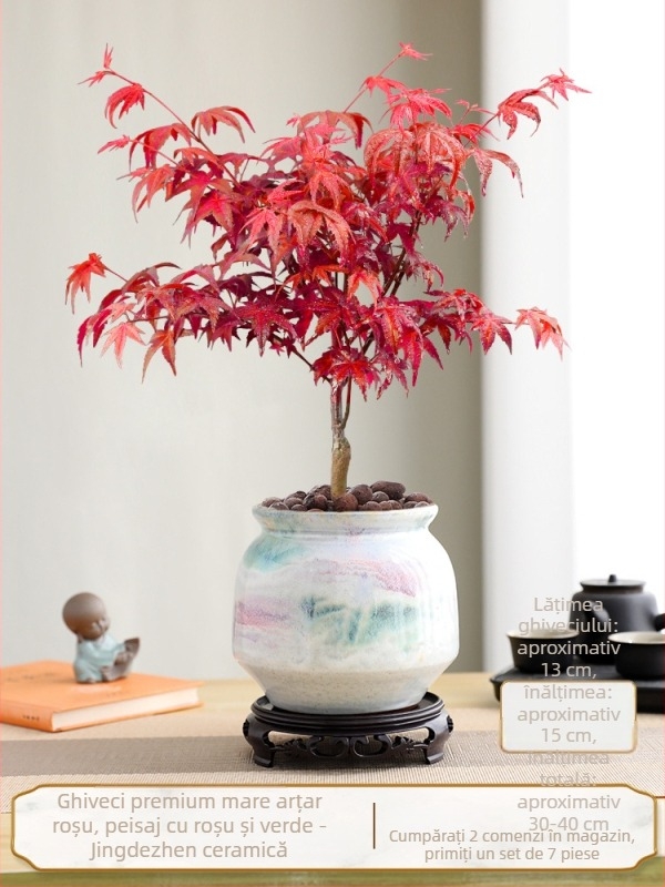 Bonsai arțar pentru interior, plantă de birou cu trunchi matur, vas ceramic Jingdezhen, cultivar Dancer