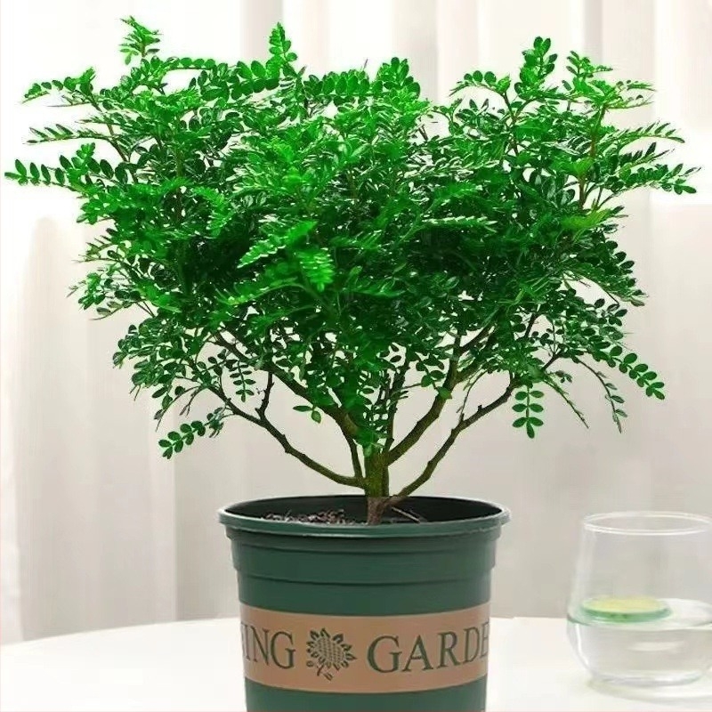 Frunze comestibile pentru decorul prăjiturilor — plantă lemnoasă aromată în ghiveci Pepper Wood, cod produs 33699