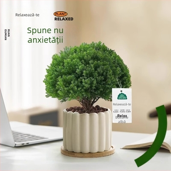 Bonsai de pin pentru interior, plantă de birou în ghiveci, întreținere ușoară, pentru toate anotimpurile — Silver World Gardening