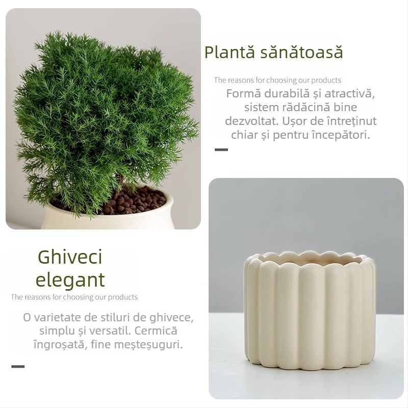 Bonsai de pin pentru interior, plantă de birou în ghiveci, întreținere ușoară, pentru toate anotimpurile — Silver World Gardening