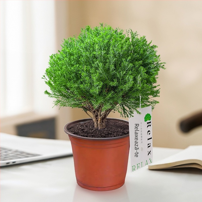 Bonsai de pin pentru interior, plantă de birou în ghiveci, întreținere ușoară, pentru toate anotimpurile — Silver World Gardening