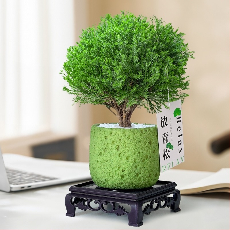 Bonsai de pin pentru interior, plantă de birou în ghiveci, întreținere ușoară, pentru toate anotimpurile — Silver World Gardening