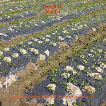 Puiet de kumquat altoit pentru ghivece, rodire în 10–12 luni, marca Guoxiang