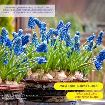 Guoxiang Bulbi de hyacinți olandezi, pentru cultură în sol sau hidroponică, înflorire primăvară, rezistenți la frig, potriviți pentru curte, purifică aerul