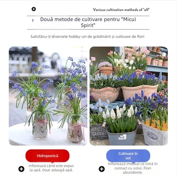 Guoxiang Bulbi de hyacinți olandezi, pentru cultură în sol sau hidroponică, înflorire primăvară, rezistenți la frig, potriviți pentru curte, purifică aerul