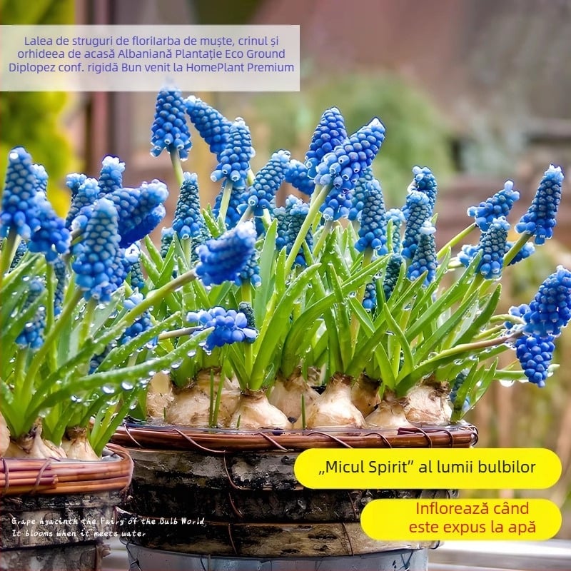 Guoxiang Bulbi de hyacinți olandezi, pentru cultură în sol sau hidroponică, înflorire primăvară, rezistenți la frig, potriviți pentru curte, purifică aerul