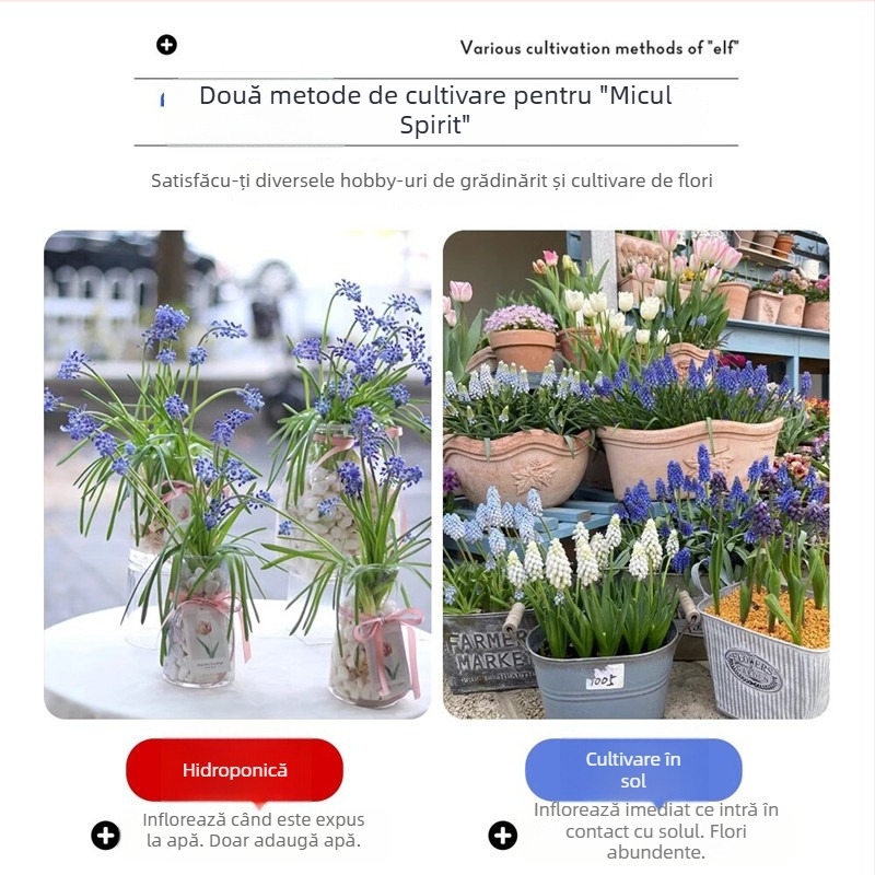 Guoxiang Bulbi de hyacinți olandezi, pentru cultură în sol sau hidroponică, înflorire primăvară, rezistenți la frig, potriviți pentru curte, purifică aerul