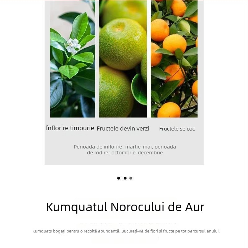 Kumquat Bonsai - puiet, temperatură moderată, iluminare neutră, udare neutră, stil Chinez Nou