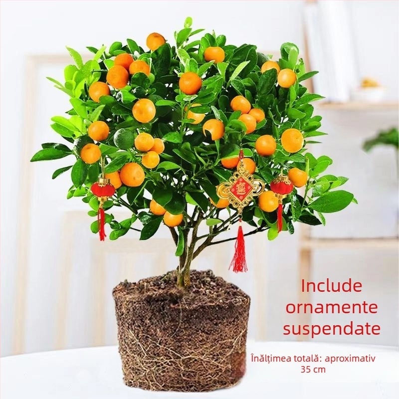 Kumquat Bonsai - puiet, temperatură moderată, iluminare neutră, udare neutră, stil Chinez Nou