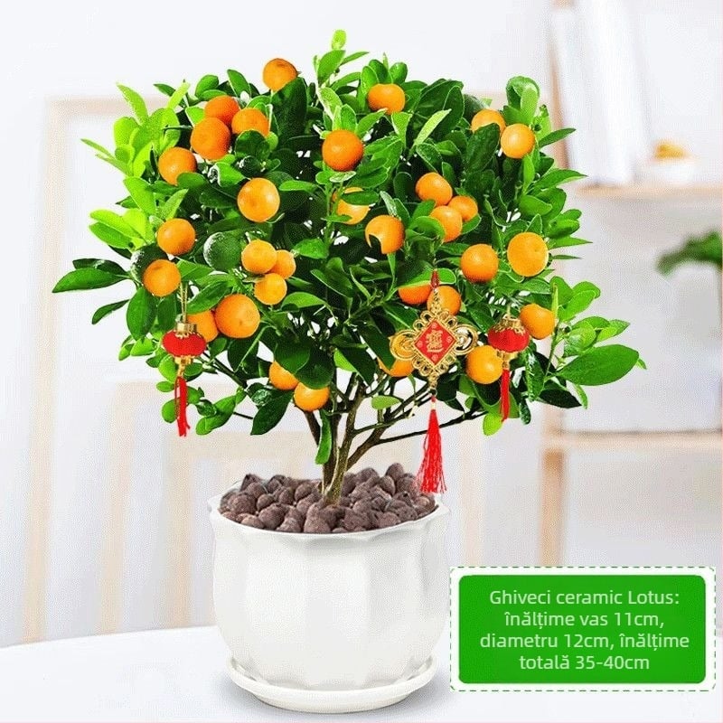 Kumquat Bonsai - puiet, temperatură moderată, iluminare neutră, udare neutră, stil Chinez Nou
