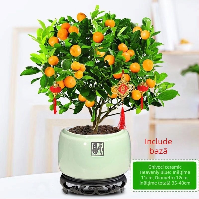 Kumquat Bonsai - puiet, temperatură moderată, iluminare neutră, udare neutră, stil Chinez Nou