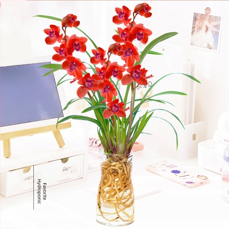 Răsad hidroponic de orchidă cu muguri (interior, parfumat, în ghiveci)