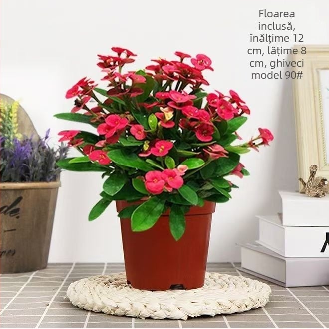 Plantă de interior în ghiveci pentru birou - Tiger Thorn cu trunchi vechi, stil chinezesc, simplitate modernă (temperatură normală, lumină neutră, umiditate neutră)