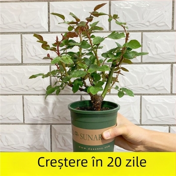 Puie de trandafir cu tulpină veche, arbuș pentru interior/exterior, Cod produs: 1, Brand: One House, One Flower, Iluminare: Neutru, Temperatură de creștere: Altele