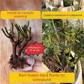 Puie de trandafir cu tulpină veche, arbuș pentru interior/exterior, Cod produs: 1, Brand: One House, One Flower, Iluminare: Neutru, Temperatură de creștere: Altele