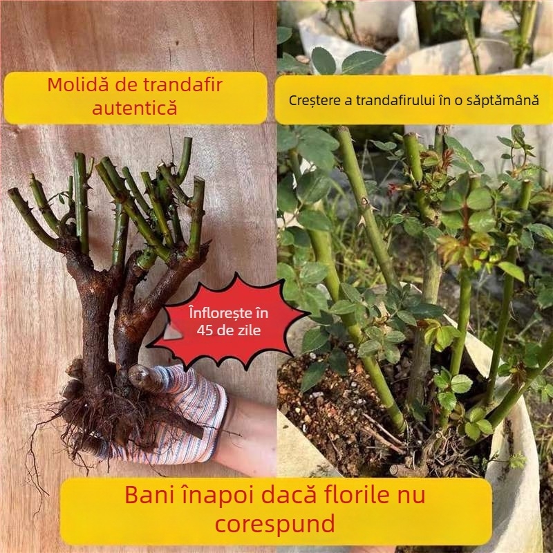 Puie de trandafir cu tulpină veche, arbuș pentru interior/exterior, Cod produs: 1, Brand: One House, One Flower, Iluminare: Neutru, Temperatură de creștere: Altele