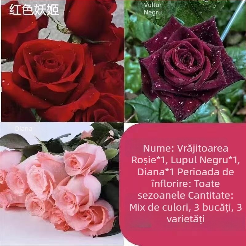 Puie de trandafir cu tulpină veche, arbuș pentru interior/exterior, Cod produs: 1, Brand: One House, One Flower, Iluminare: Neutru, Temperatură de creștere: Altele