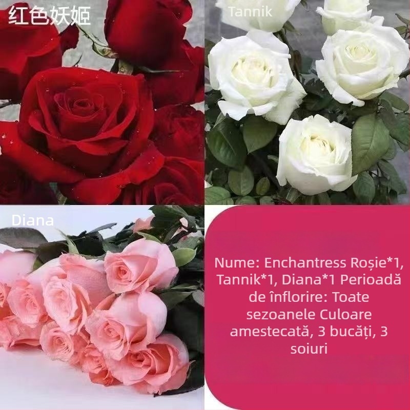 Puie de trandafir cu tulpină veche, arbuș pentru interior/exterior, Cod produs: 1, Brand: One House, One Flower, Iluminare: Neutru, Temperatură de creștere: Altele