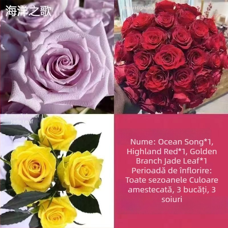 Puie de trandafir cu tulpină veche, arbuș pentru interior/exterior, Cod produs: 1, Brand: One House, One Flower, Iluminare: Neutru, Temperatură de creștere: Altele