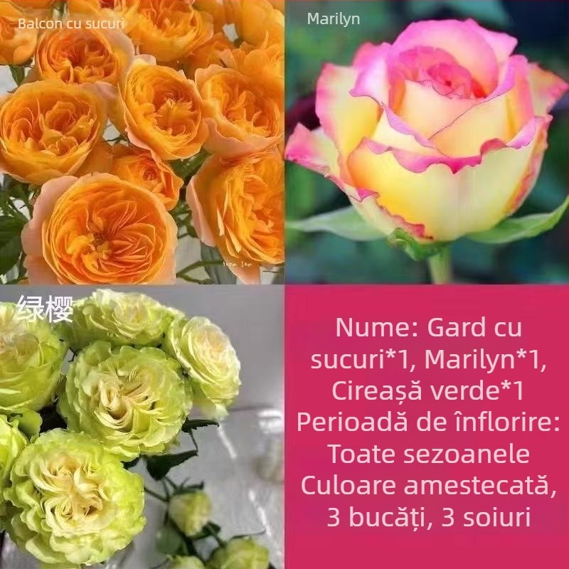 Puie de trandafir cu tulpină veche, arbuș pentru interior/exterior, Cod produs: 1, Brand: One House, One Flower, Iluminare: Neutru, Temperatură de creștere: Altele