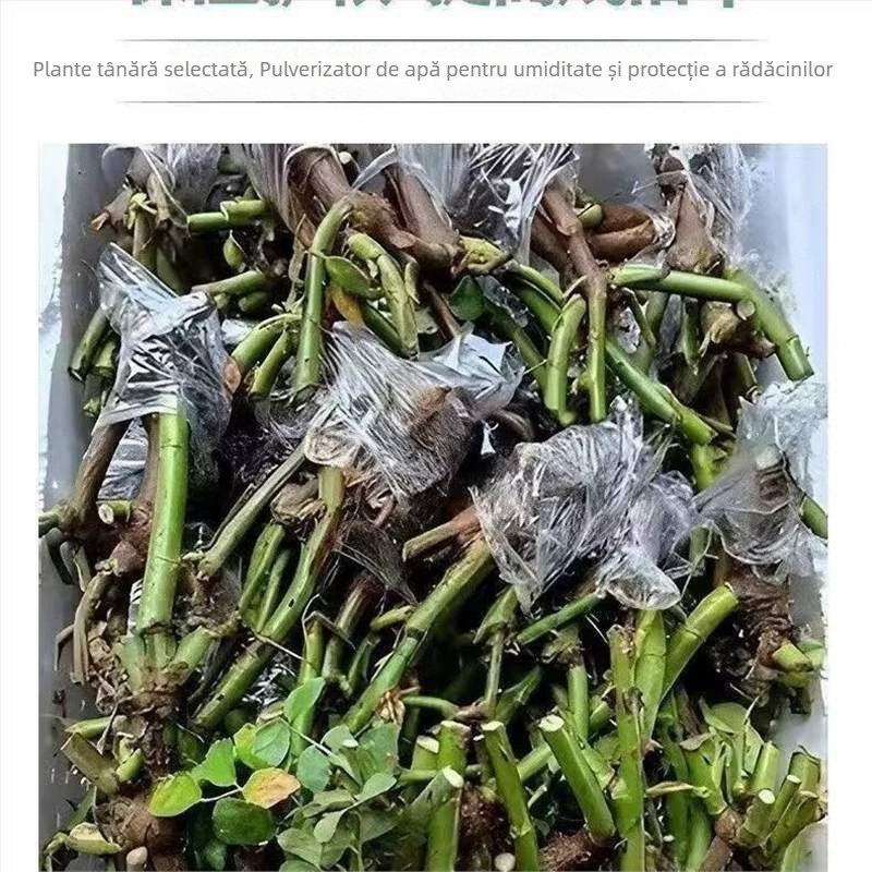 Puie de trandafir cu tulpină veche, arbuș pentru interior/exterior, Cod produs: 1, Brand: One House, One Flower, Iluminare: Neutru, Temperatură de creștere: Altele