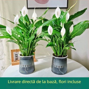 Plantă hidroponică în ghiveci pentru birou: Peace Lily și Anthurium, ușor de întreținut, plantă verde cu muguri, înflorește tot timpul anului