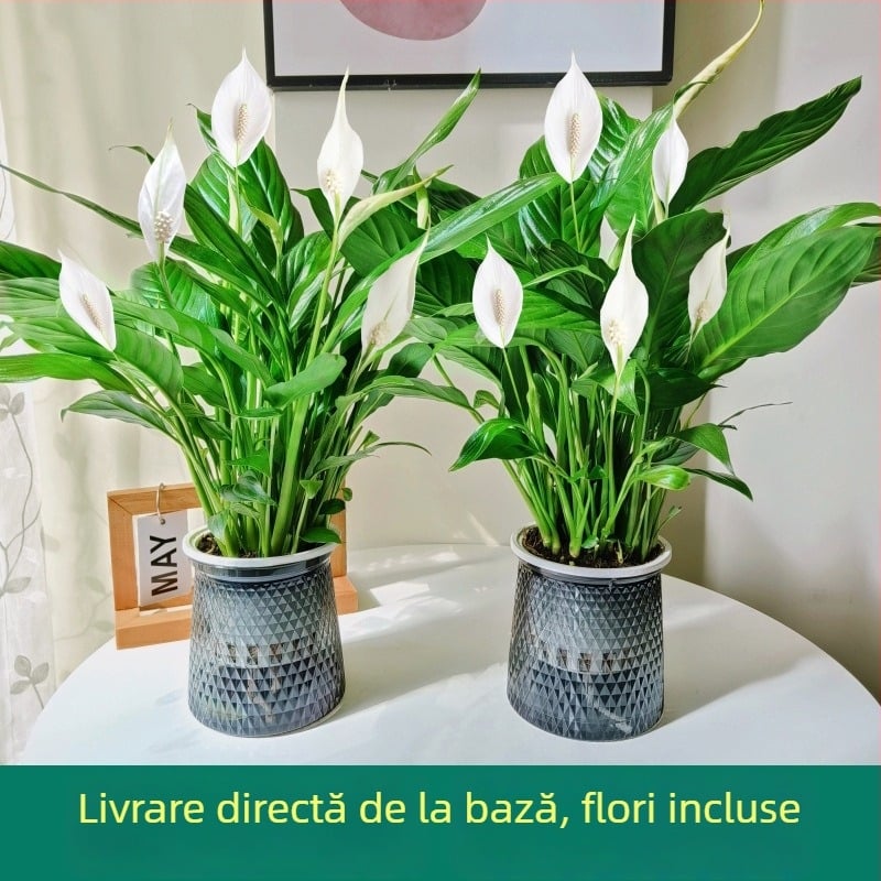 Plantă hidroponică în ghiveci pentru birou: Peace Lily și Anthurium, ușor de întreținut, plantă verde cu muguri, înflorește tot timpul anului